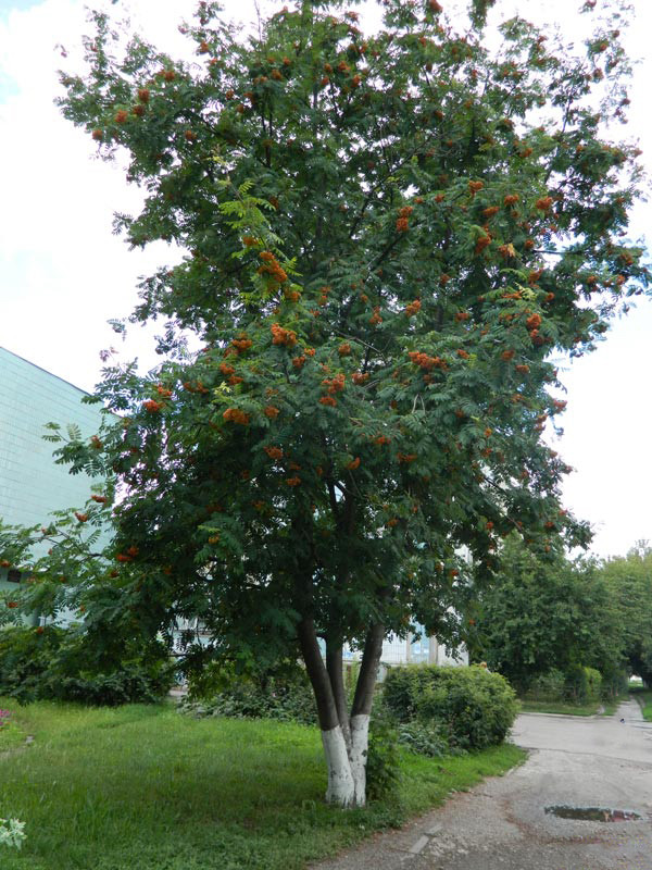 Рябина дерево купить. Sorbus aucuparia edulis (рябина обыкновенная). Рябина обыкновенная Эдулис. Рябина глоговина дерево.