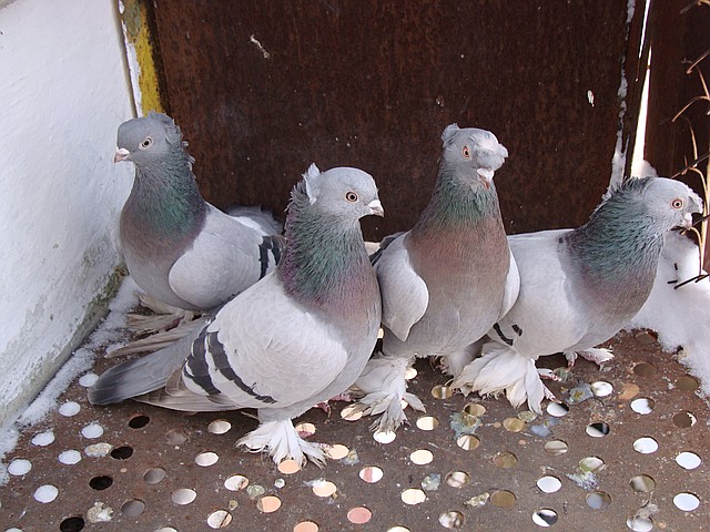 Таджикские голуби. Тегеранские бойные голуби. Иранские бойные голуби. Бойные голуби иранцы. Тебризские бойные голуби.