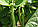 Квасоля спаржева Борлотто популярна корисна середньорання Італія, упаковка 15 г, фото 2