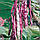 Квасоля спаржева Борлотто популярна корисна середньорання Італія, упаковка 15 г, фото 6