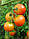 Томат Скороспелка супер сорт низкорослый устойчивый ультраскороспелый сладкий очень вкусный, упаковка 0,25 г, фото 2