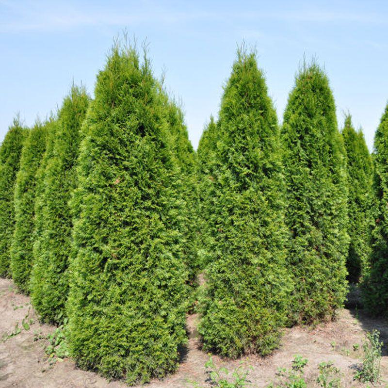 

Туя западная Смарагд, Thuja occidentalis 'Smaragd', 180 см