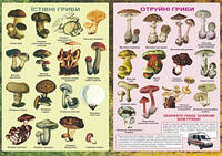 Плакат Їстівні та отруйні гриби. Хіхловський Ст.