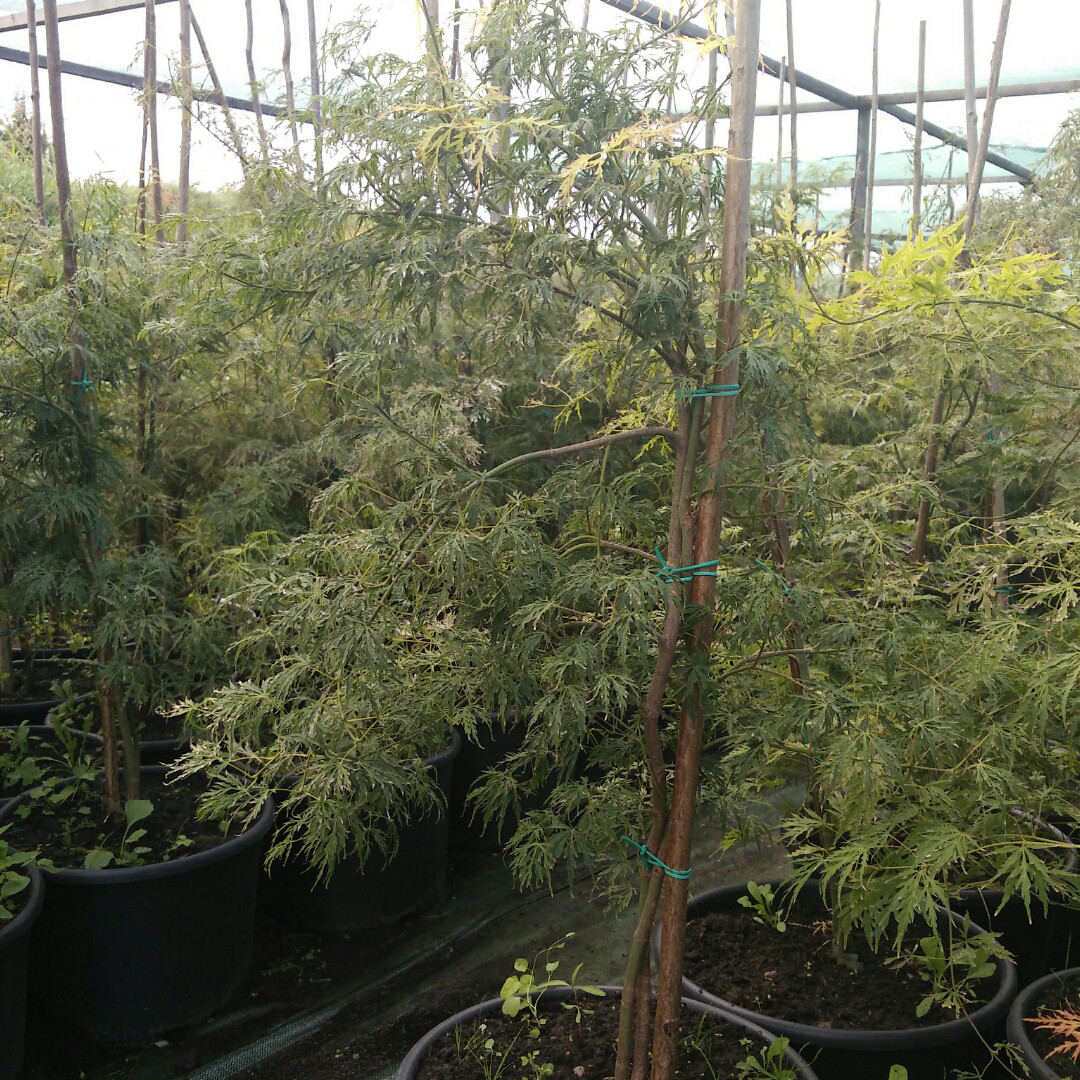 

Клен японский, Acer palmatum 'Dissectum', 70 см