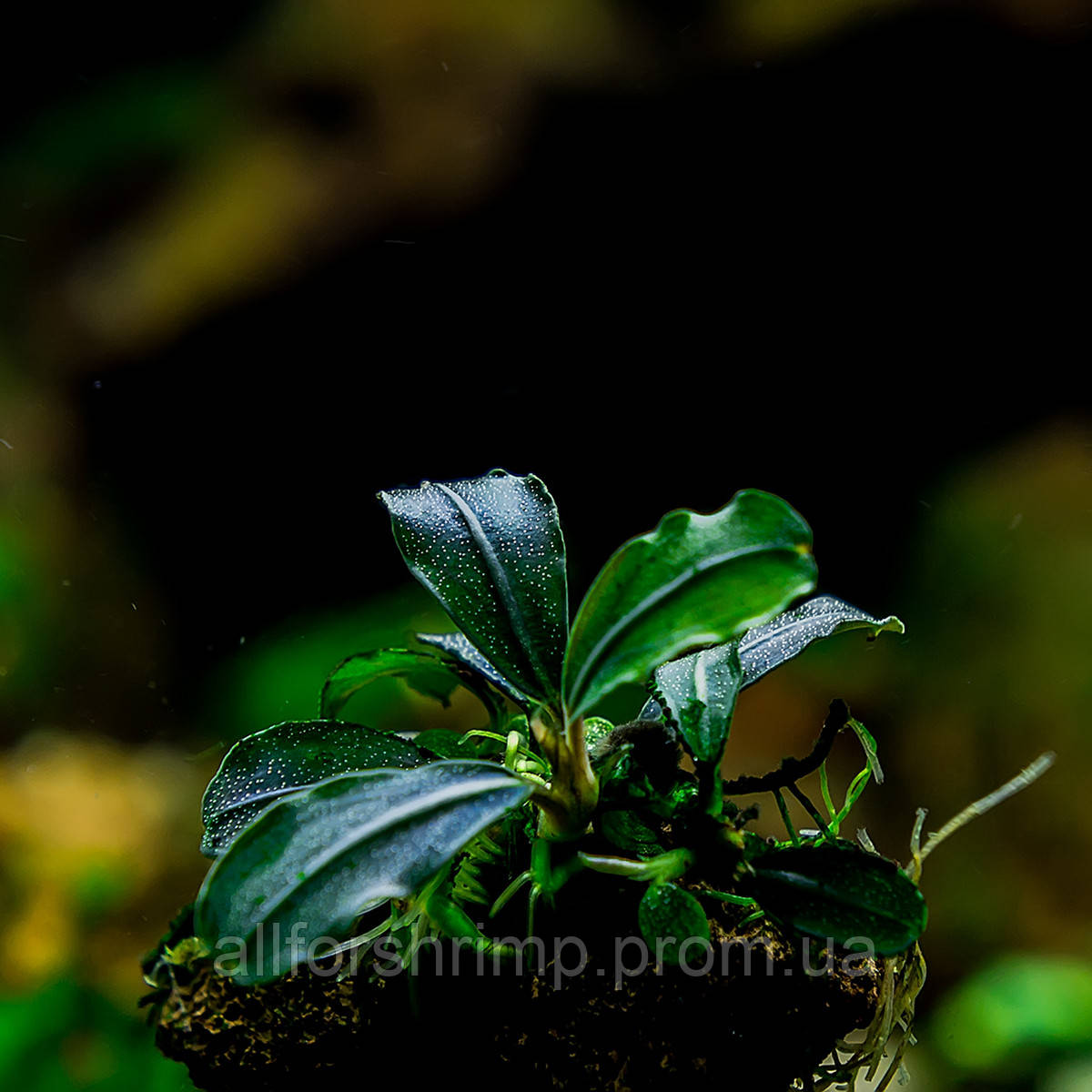 Буцефаландра / Bucephalandra sp. Brownie Jade new loсation, отросток 5