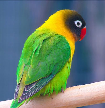 Неразлучник Масковый попугай зеленый (Agapornis personatus)