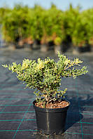 Ялівець Juniperus sabina (ялівець козацький) 'Variegata" D30-40см.