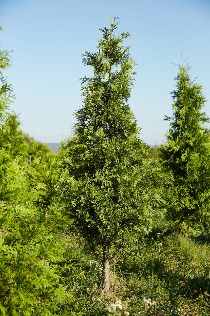 

Туя західна (Thuja occidentalis) 'Brabant' h200-300см