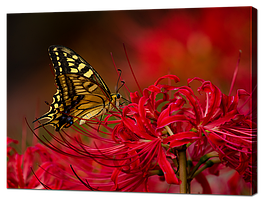 Картина "Метелик на квітах"