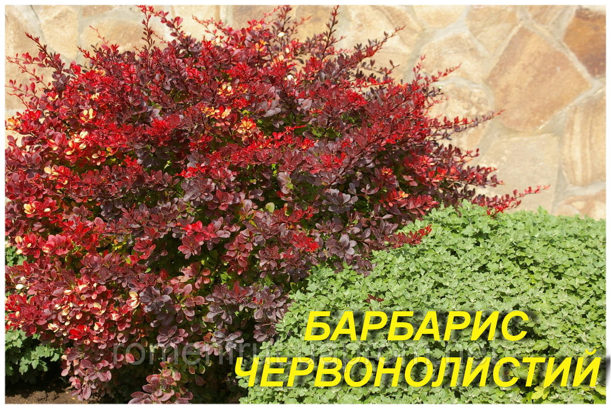 Кустарник с красными листьями название. Барбарис Тунберга краснолистный. Барбарис разнолистный. Барбарис Тунберга Арлекин. Барбарис Тунберга Green ornament.