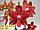 Орхидея Сорт Phal Sogo red star, размер 2.5" без цветов, фото 4