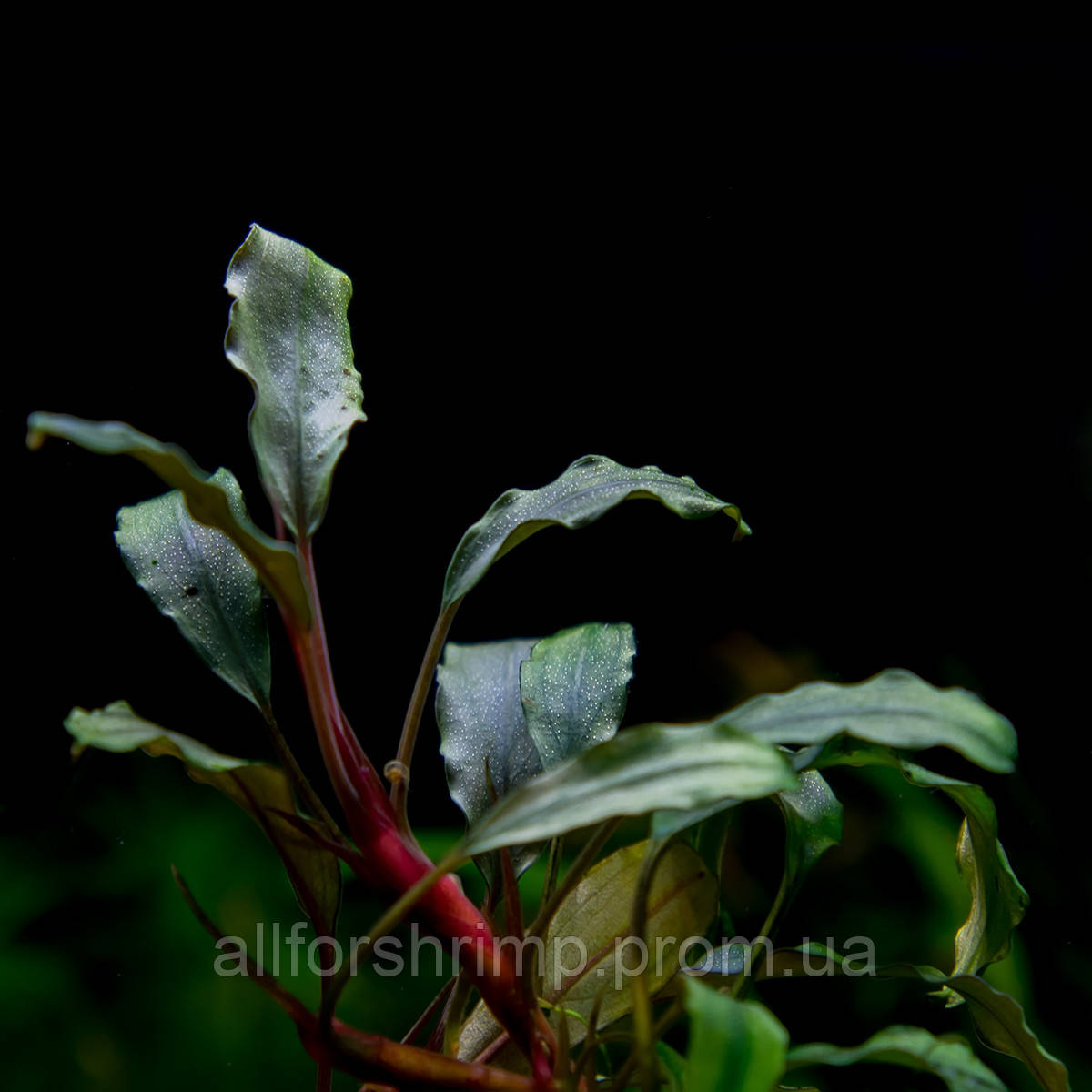 Буцефаландра / Bucephalandra sp. Red Aphrodisiac Nanga Sukayat, отрост