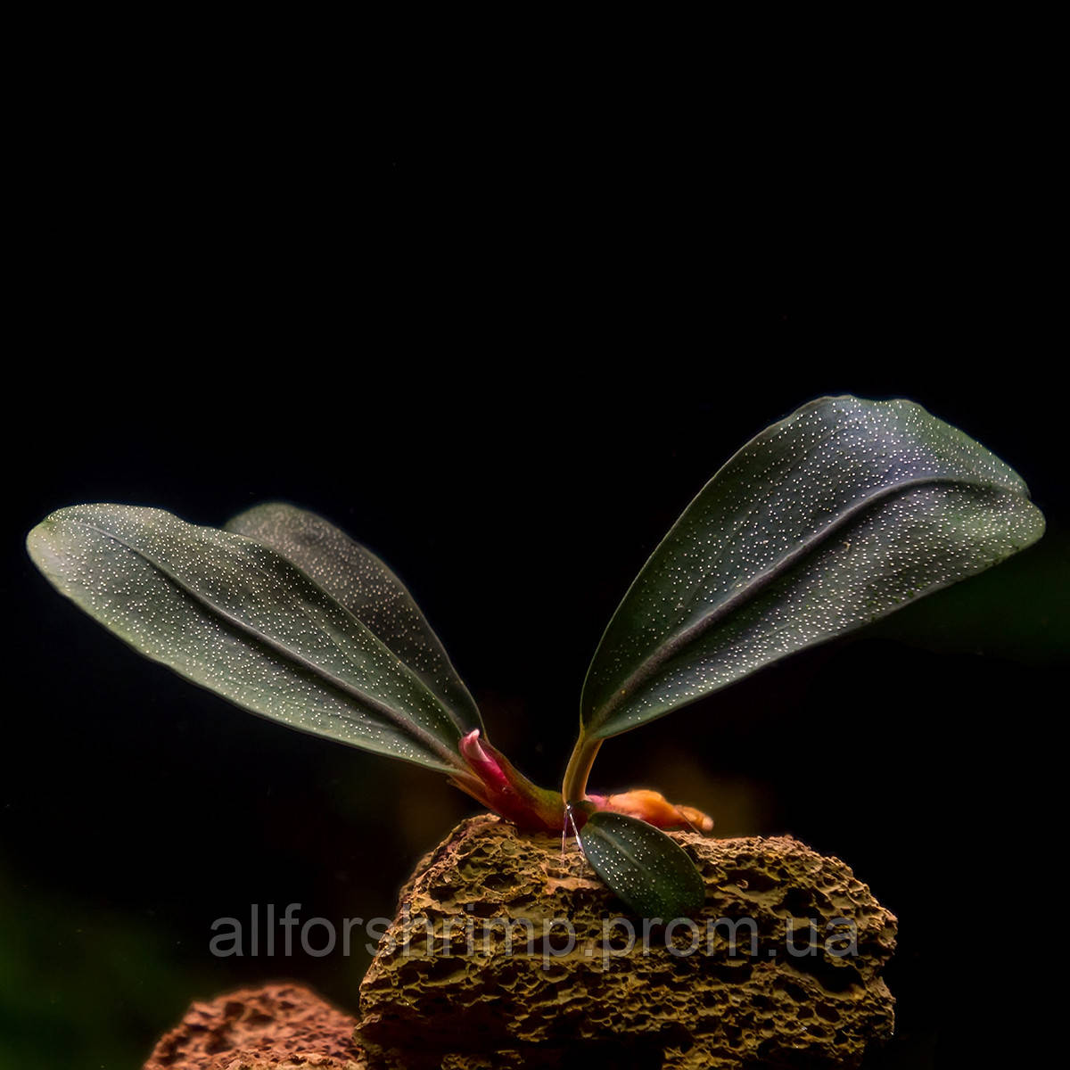Буцефаландра / Bucephalandra sp. D2, Kalimantan, отросток 5 листов.Нет в наличии