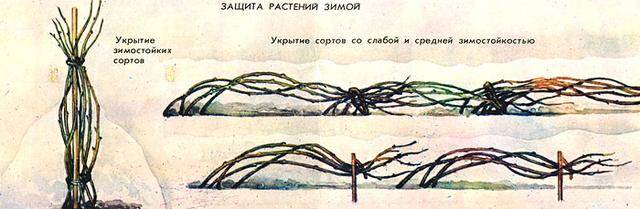Укрытие малины на зиму в Украине, рекомендации, схема