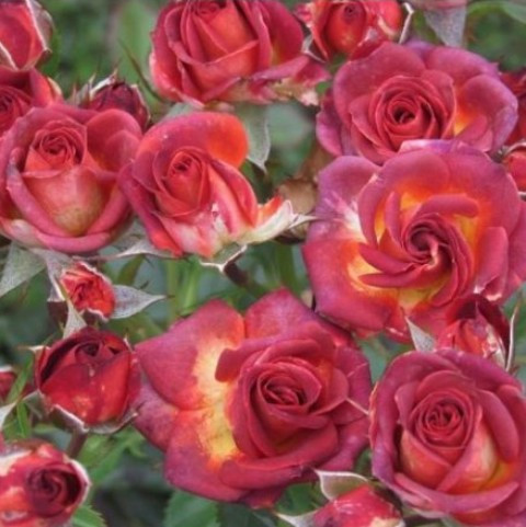 Роза бордюрная Браун Шугар ➦Купить в питомнике «PlodSad»