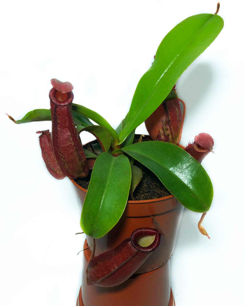 

Растение хищник Непентес Кровавая Мэри AlienPlants Nepenthes Bloody Merry