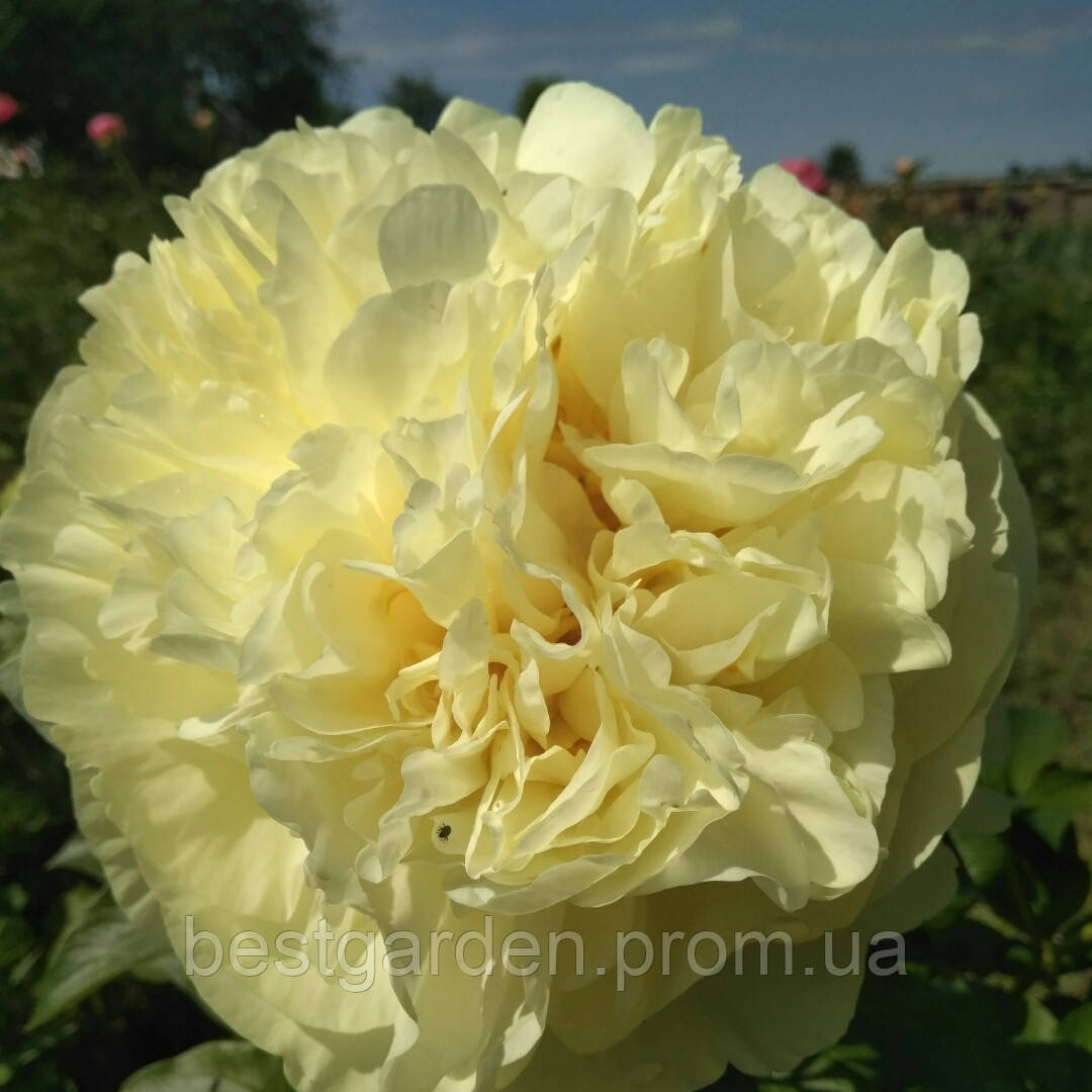 Пион lemon chiffon фото и описание