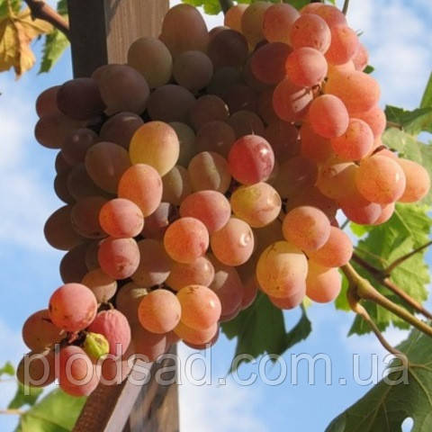 Виноград Тайфи Розовый Фото Виноград Тайфи Розовый Фото