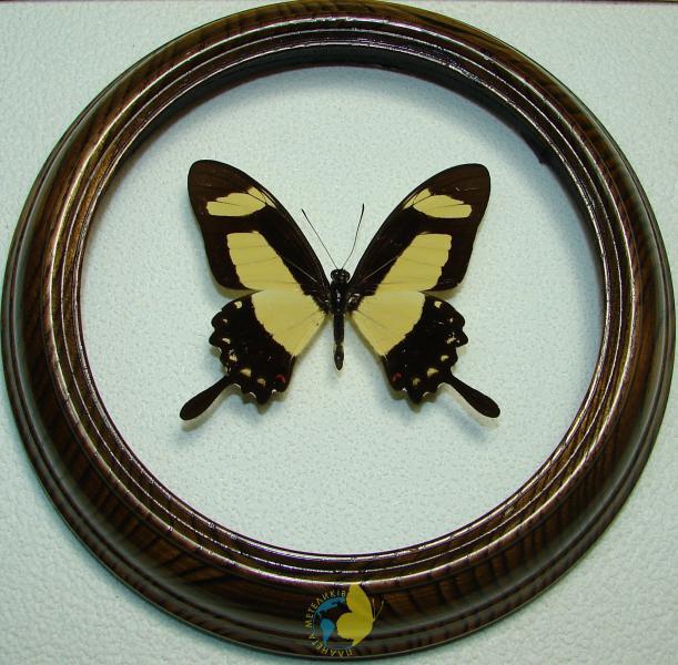 

Сувенир - Бабочка в рамке Papilio torquatus. Оригинальный и неповторимый подарок!