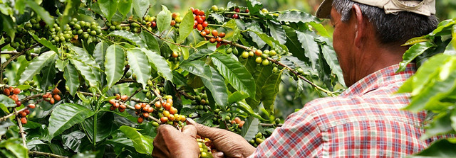 выращивание кофе арабика Колумбия Супремо, заказать в интернет магазине