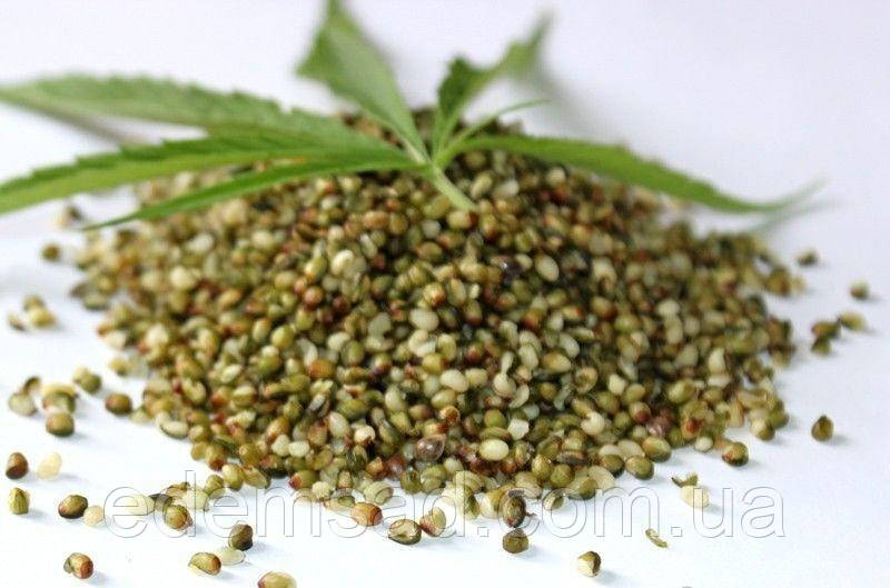Семена конопли для прикорма тяга к марихуане