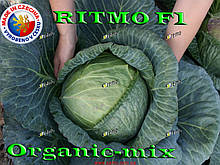 Капуста пізня Ритмо F1 / Ritmo F1, 1000 насіння ТМ Semo (Чехія)