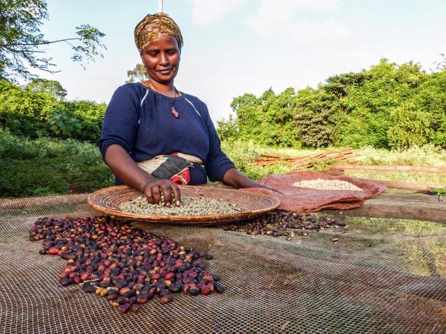 Кави Коста-Ріка, як росте кава в Коста-Ріці, як обробляють і збирають кави