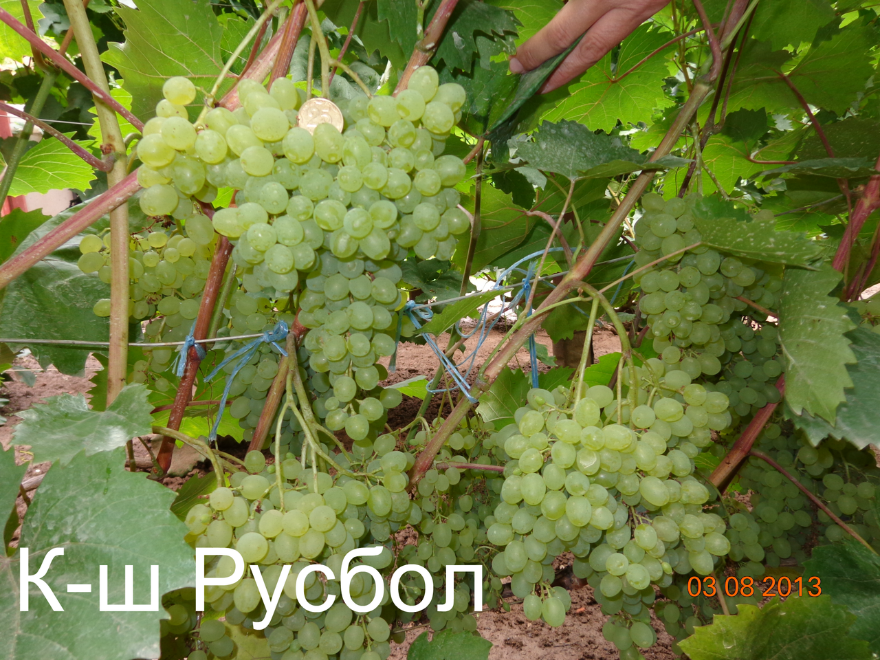 Виноград Русбол Фото