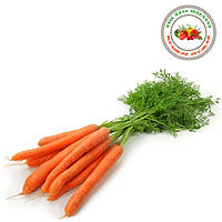 Насіння моркви фірми Кращий Урожай