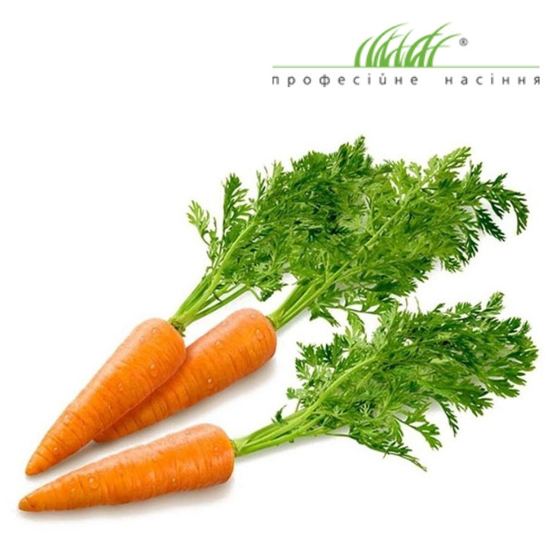 Професійне насіння моркви (Голландія)