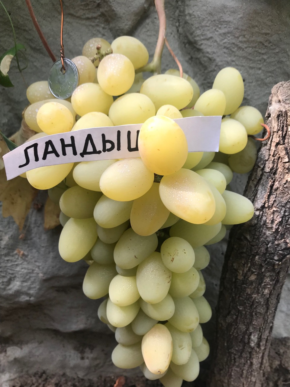 Виноград Ландыш Фото