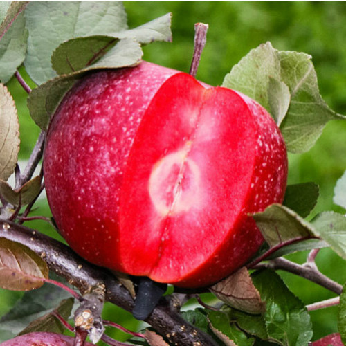 Яблоня красномясая "Джеромини" (Франция)