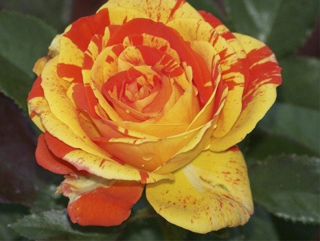 Троянда флорибунда Оранж-н-Лемон