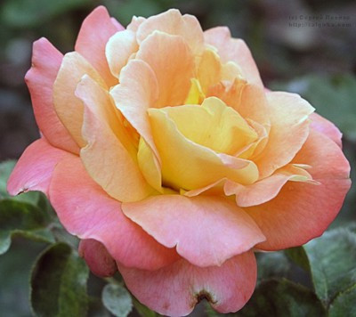 Роза чайно-гибридная "Люстиге"