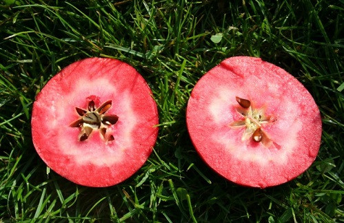 Яблуня красномясая Трініті (літній) відкрита коренева система