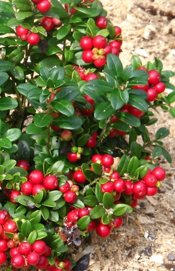 Брусниця "Ред Перл"\Vaccinium vitis-idaea"Red Pearl" контейнер