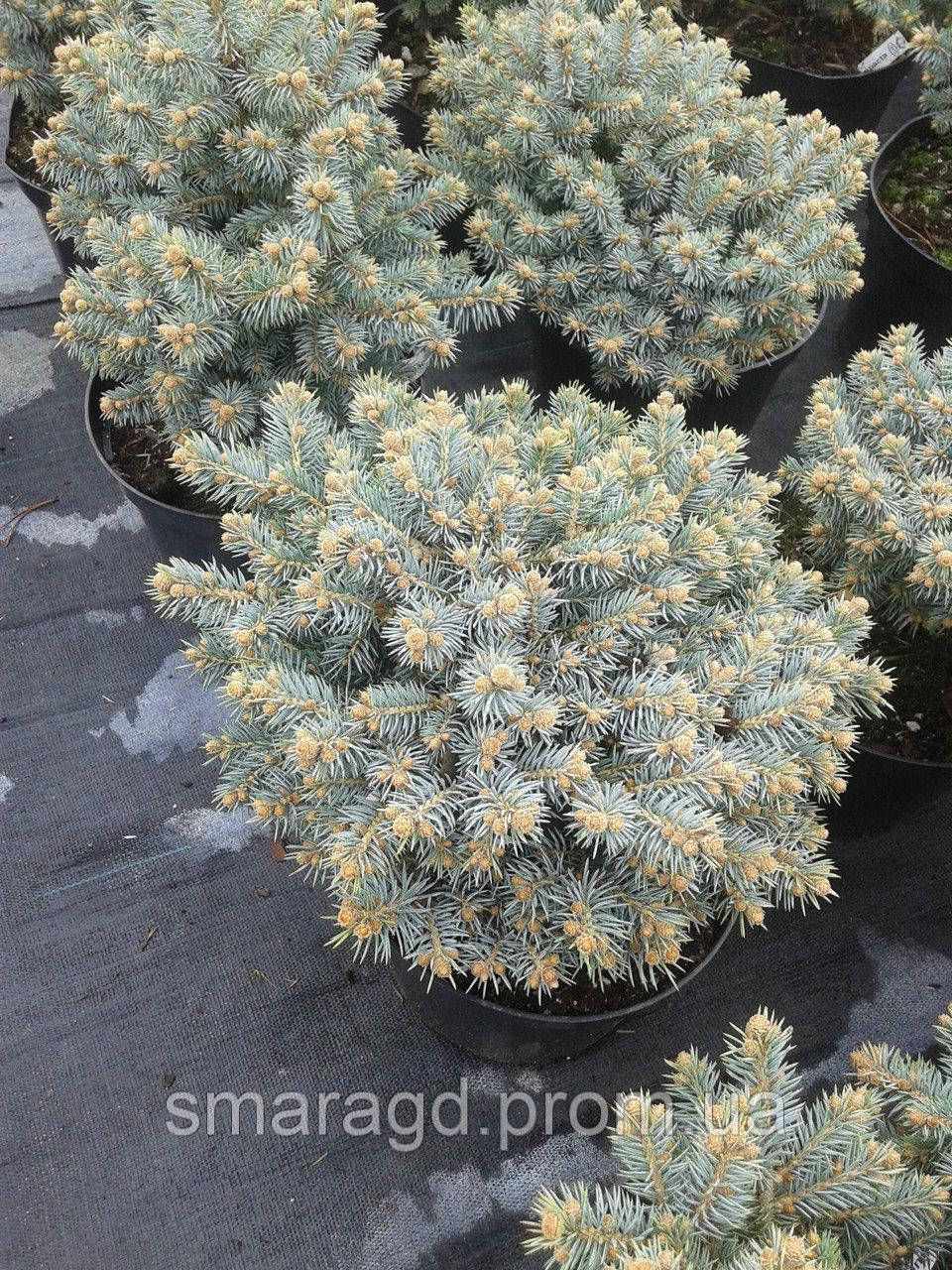 

Ель колючая - Picea pungens Glauca Compacta (высота D 20-30, горшок C 5)