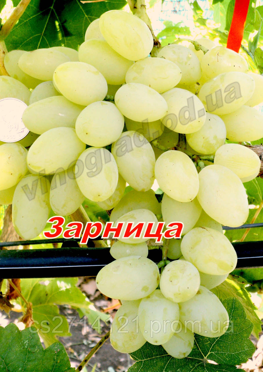 Виноград Зарница Фото Виноград Зарница Фото