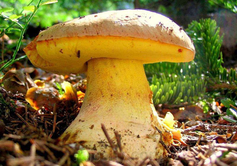 Полубелый гриб описание и фото Міцелій Боровика жовтого, Boletus impolitus 100г., ціна 144 грн в Харкові - Prom