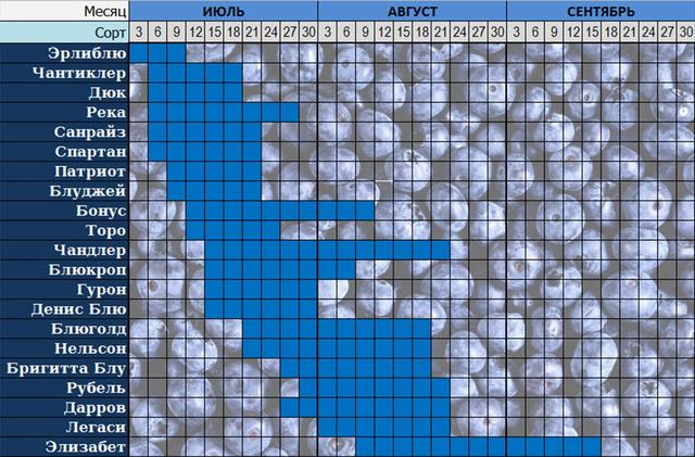 Голубика таблица. Таблица сортов созревания голубики. Сроки созревания голубики таблица. Голубика по срокам созревания таблица. Сорта голубики по срокам созревания.
