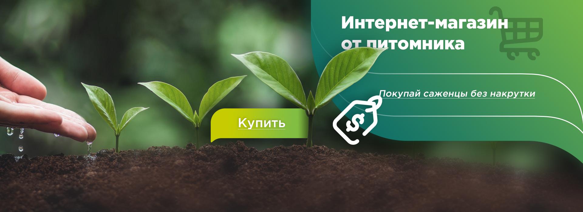 Садовники Интернет Магазин Саженцев Отзывы Садовники Интернет Магазин Саженцев Отзывы
