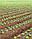 Крапельна стрічка Green Line, крапельниці через 20см, 1000м, фото 3