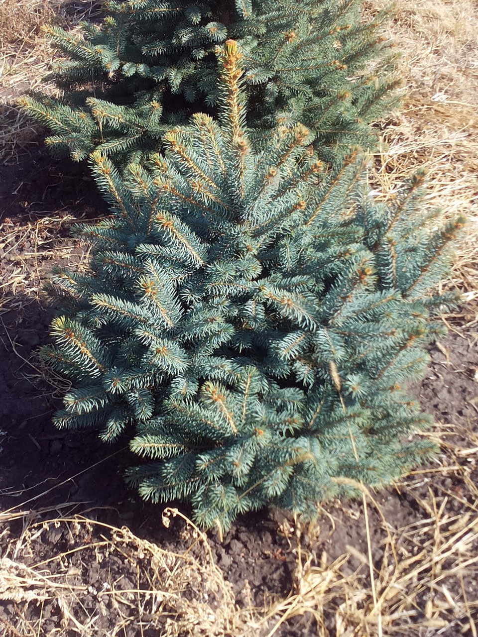 Фото маленькой ели. Ель колючая Picea pungens glauca. Ель колючая glauca (c3 ). Ель колючая glauca Extra. Ель колючая Глаука Экстра.