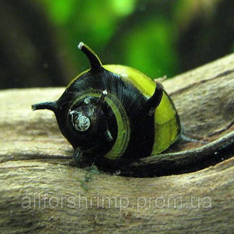 Неритина билайн рогатая (Neritina Zebra horned Snail)Нет в наличии
