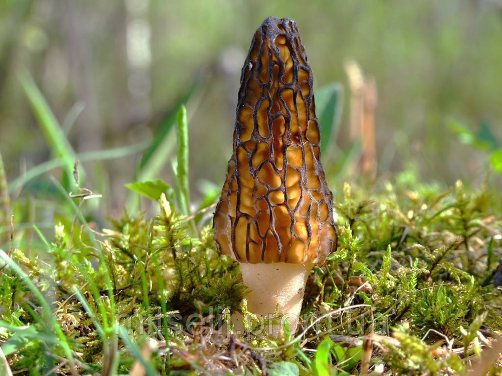 

Мицелий Сморчок конический, Morchella conica