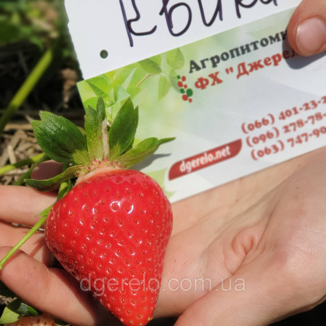 Рассада раннеспелого сорта клубники Ами, новый, под заказ. Цена: 85 ₽ во Владиво