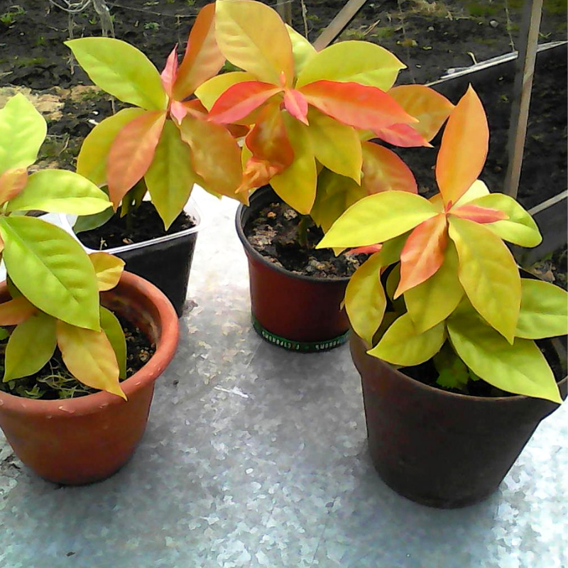 Купить шиповатая Годсефа (Pereskia aculeata var. godseffiana .