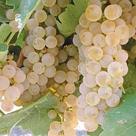 white grape juice white grape juice