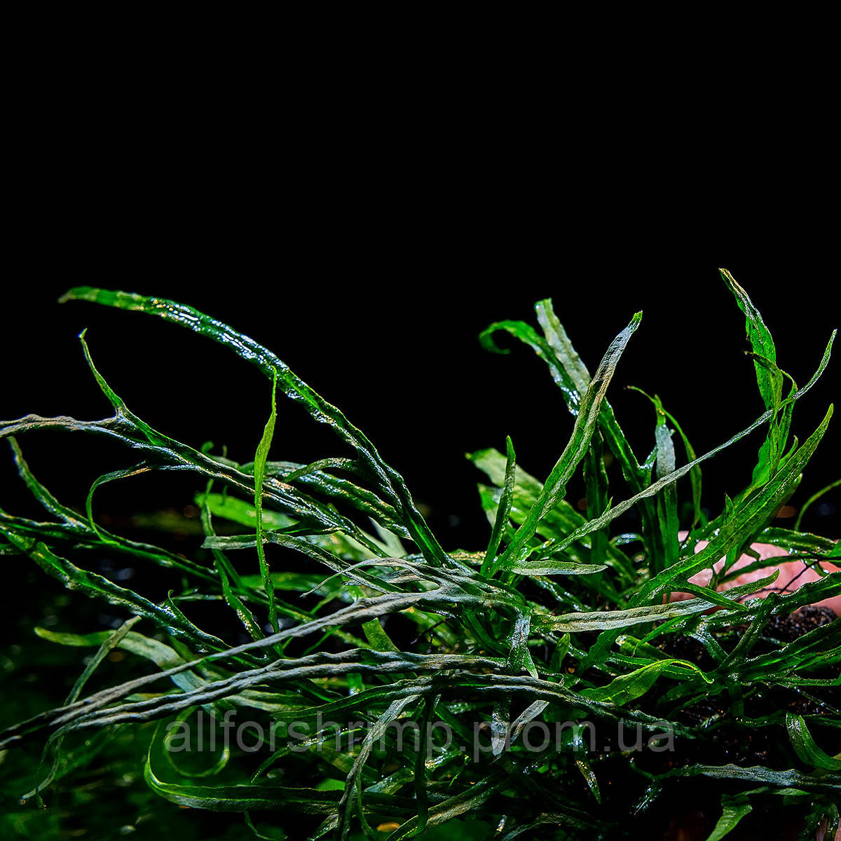 Папоротник Microsorum sp. Mini Coral, 5-6 листов