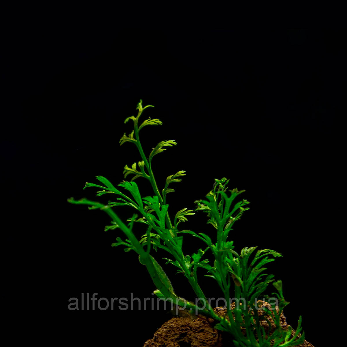 Папоротник Bolbitis heteroclita sp.Baby Leaf, 4 листа